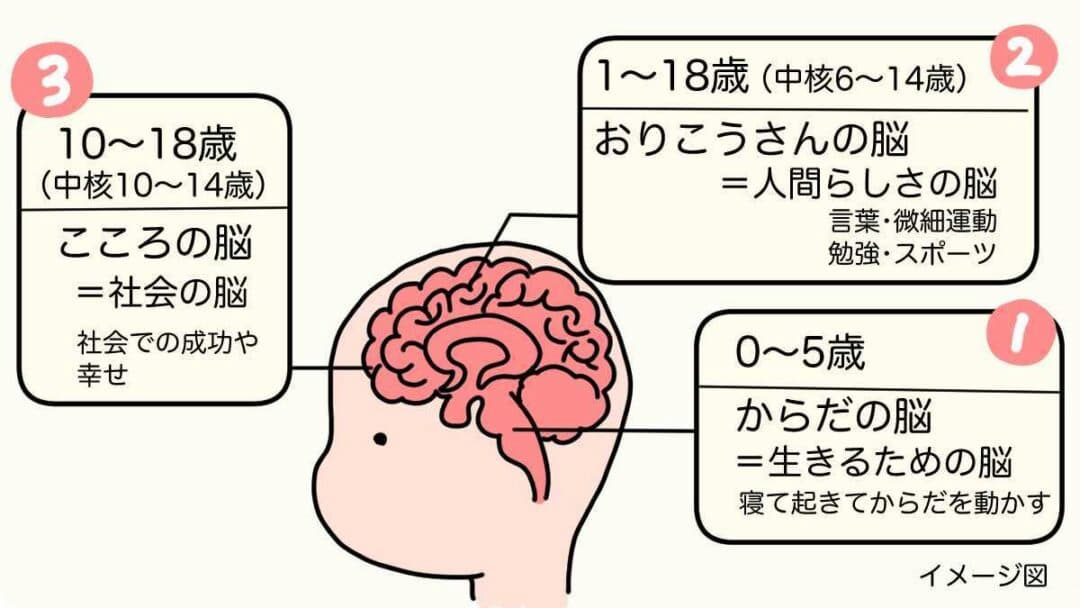 睡眠と脳機能の相関性のイメージ