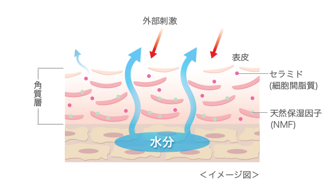 乾燥性敏感肌 水分保持力が低下した肌