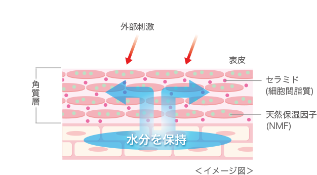 健康な肌 水分保持力のある肌