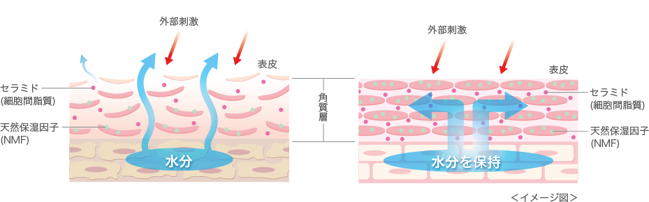 燥性敏感肌/健康な肌