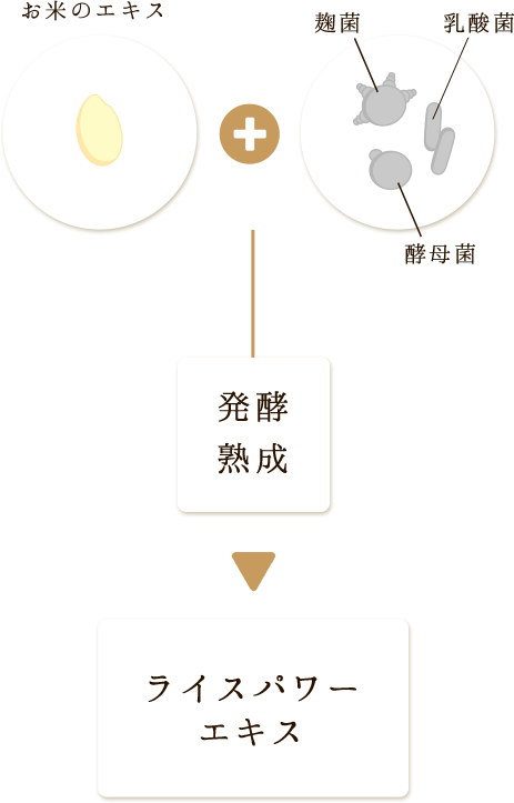 ライスパワーＮｏ.11とは？