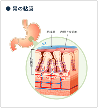 ● 胃の粘膜