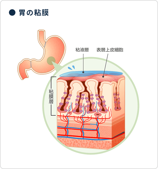 ● 胃の粘膜