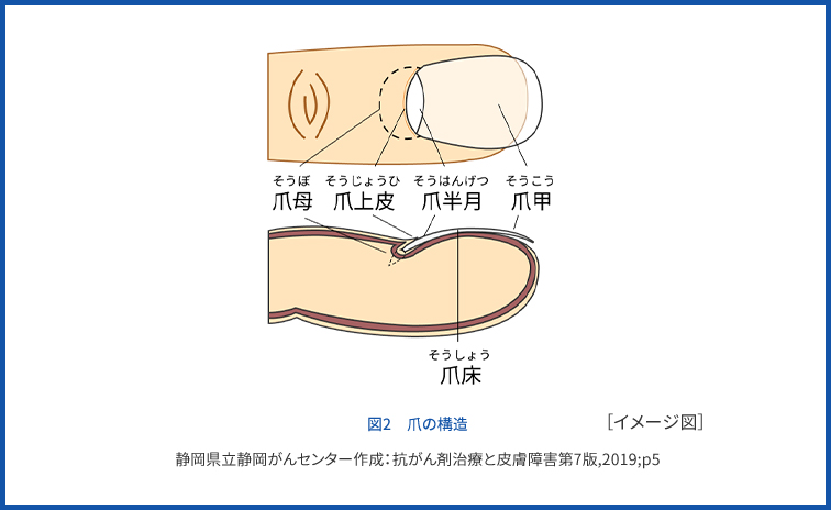 爪の構造と働き がん治療の皮膚ケア情報サイト はだカレッジ 第一三共ヘルスケア