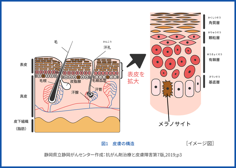 図1　皮膚の構造 静岡県立静岡がんセンター作成・監修：抗がん剤治療と皮膚障害第5版，静岡：静岡県立静岡がんセンター， 2018；p3