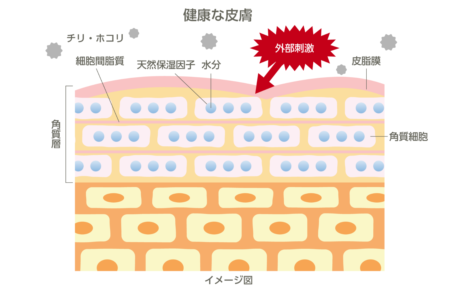 健康な皮膚のイメージ図