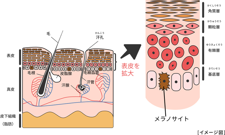 皮膚の構造、基底層に分布するメラノサイトの図