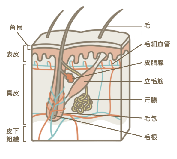 皮膚の構造（模式図）
