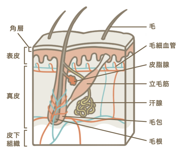 皮膚ってどんな構造をしているの 皮膚q A一覧 ひふ研 ひふ症状 ひふ薬の使い方の疑問に答える情報サイト 第一三共ヘルスケア