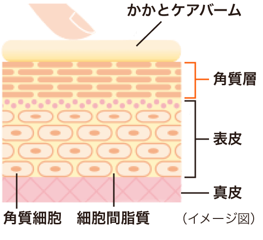 「かかと」のための独自処方 イメージ