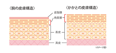 皮膚表面を覆い、水分を保持！/ナノ粒子が隙間に密着！/3つの肌脂質成分がしっかり浸透