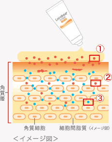 皮膚表面を覆い、水分を保持!/ナノ粒子が隙間に密着!/3つの肌脂質成分がしっかり浸透
