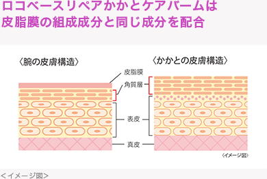 皮膚表面を覆い、水分を保持!/ナノ粒子が隙間に密着!/3つの肌脂質成分がしっかり浸透
