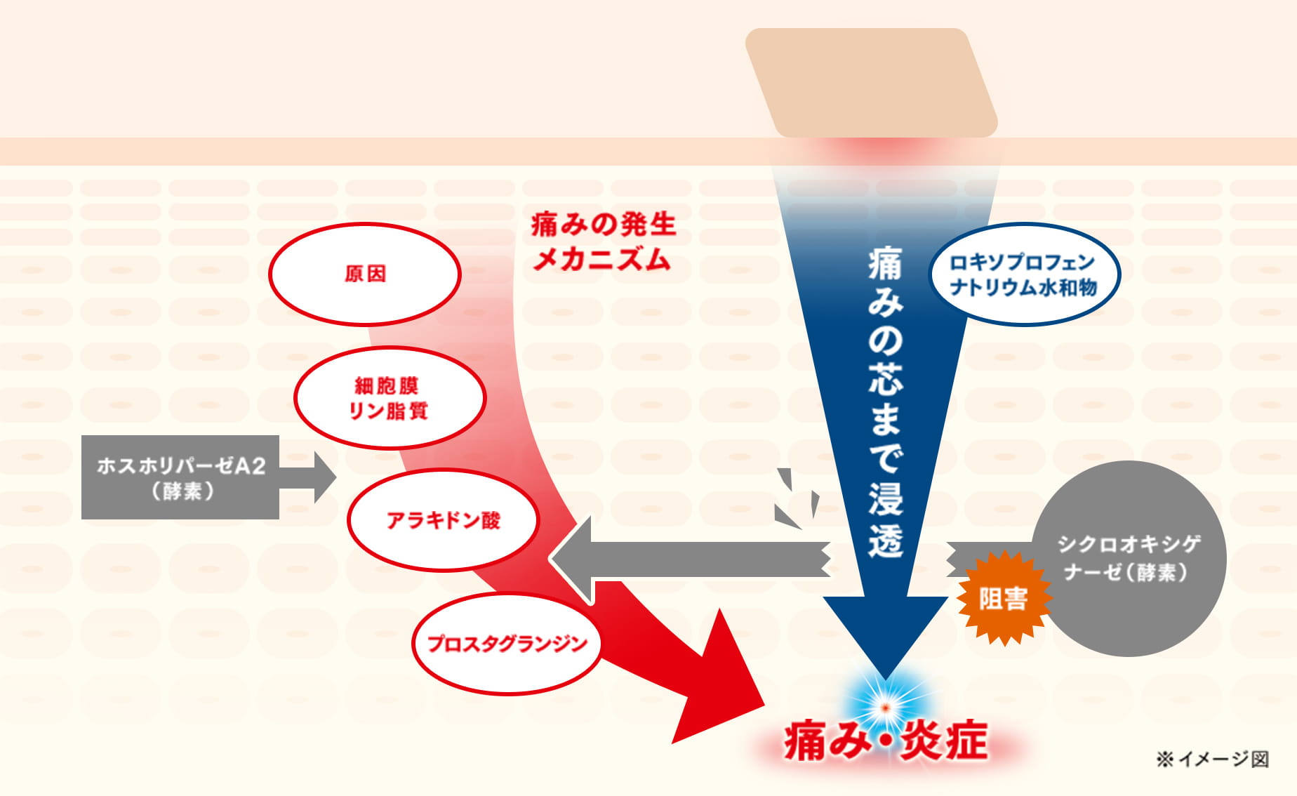 「ロキソプロフェンナトリウム水和物」が痛みの芯まで浸透