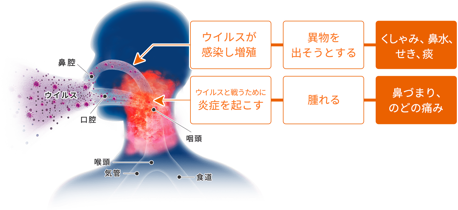 喉 が イガイガ し て 咳 が 出る