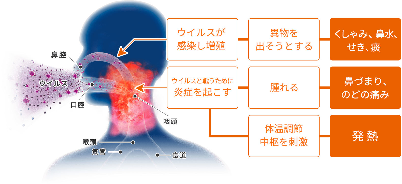 喉 の 渇き 風邪