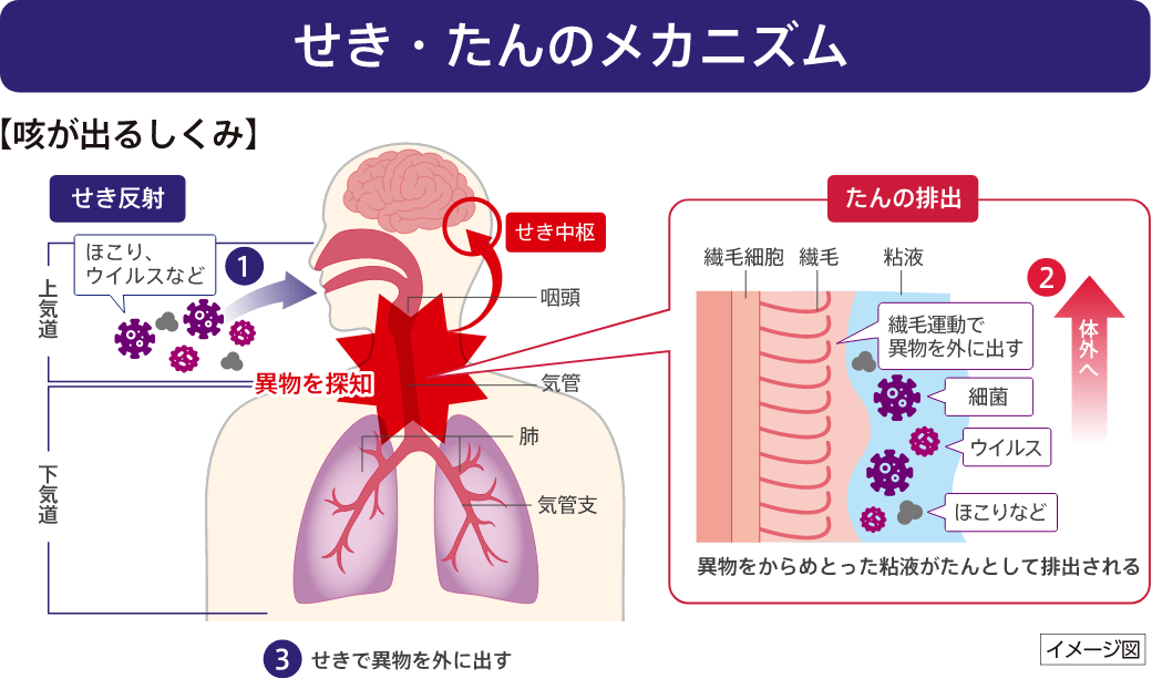 せき・たんのメカニズム 【咳が出るしくみ】 イメージ図