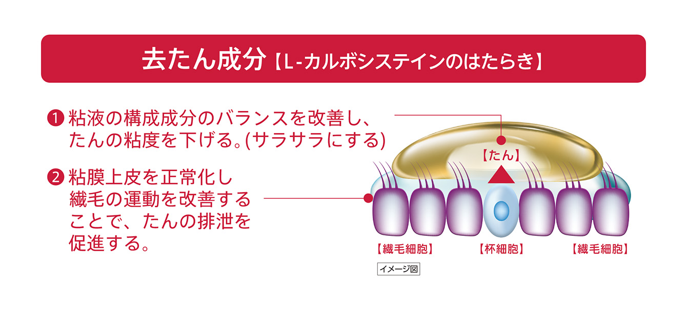 去たん成分【L-カルボシステインのはたらき】 ①粘液の構成成分のバランスを改善し、たんの粘度を下げる。（サラサラにする） ②粘膜上皮を正常化し繊毛の運動を改善することで、たんの排泄を促進する。