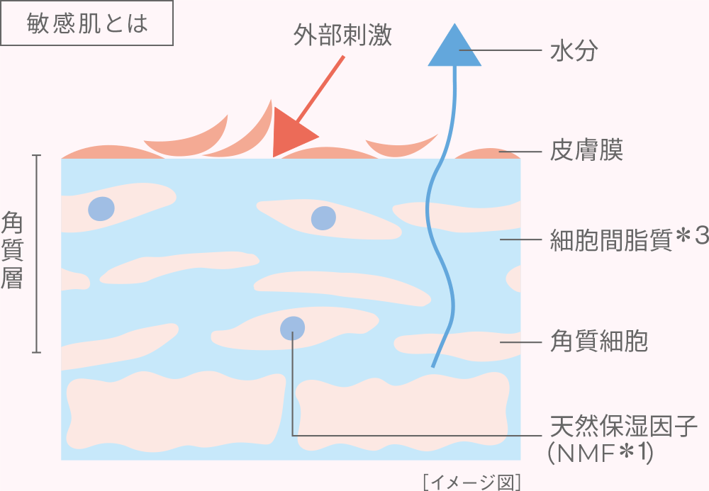 敏感肌とは 図解