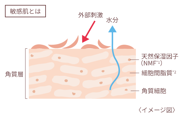 敏感肌とは イメージ図