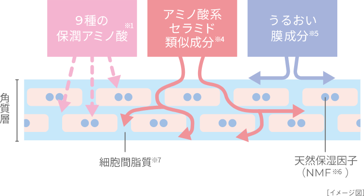 9種の保潤アミノ酸 アミノ酸系セラミド類似成分 うるおい膜成分