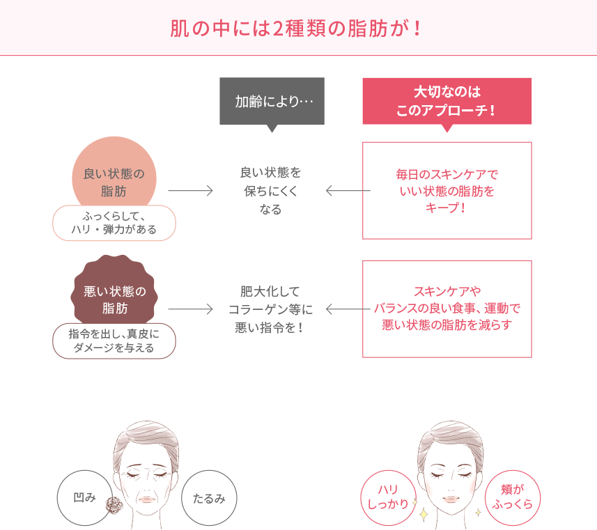 肌の中には2種類の脂肪が!