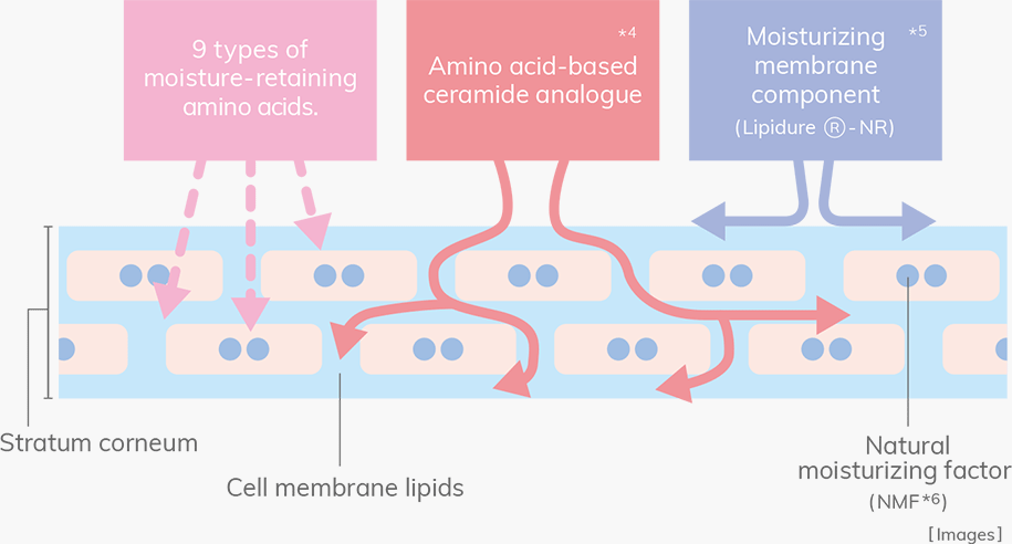 How amino acids work