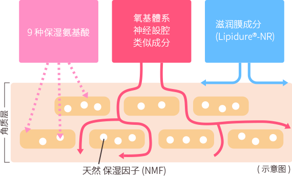 How amino acids work