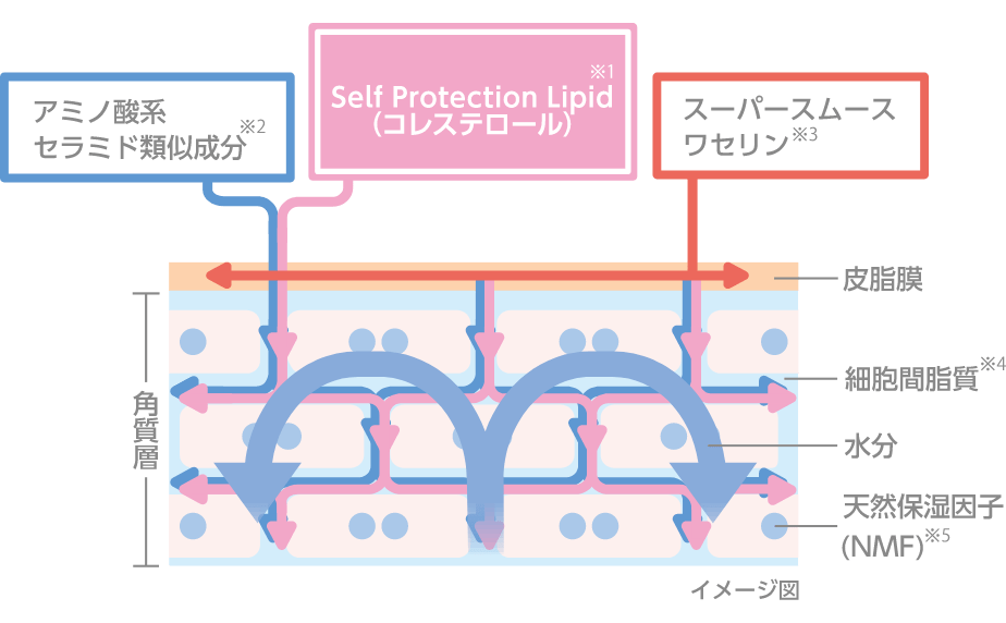 SPL*1 アミノ酸系セラミド類似成分*2 スーパースムースワセリン*3