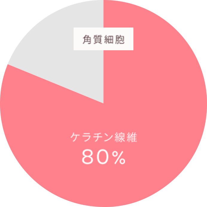 角質細胞 ケラチン線維 80%