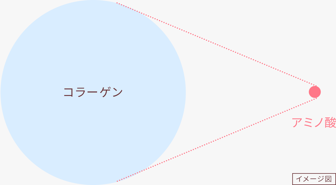 アミノ酸の分子の大きさは一般的なコラーゲンの約1/3,000