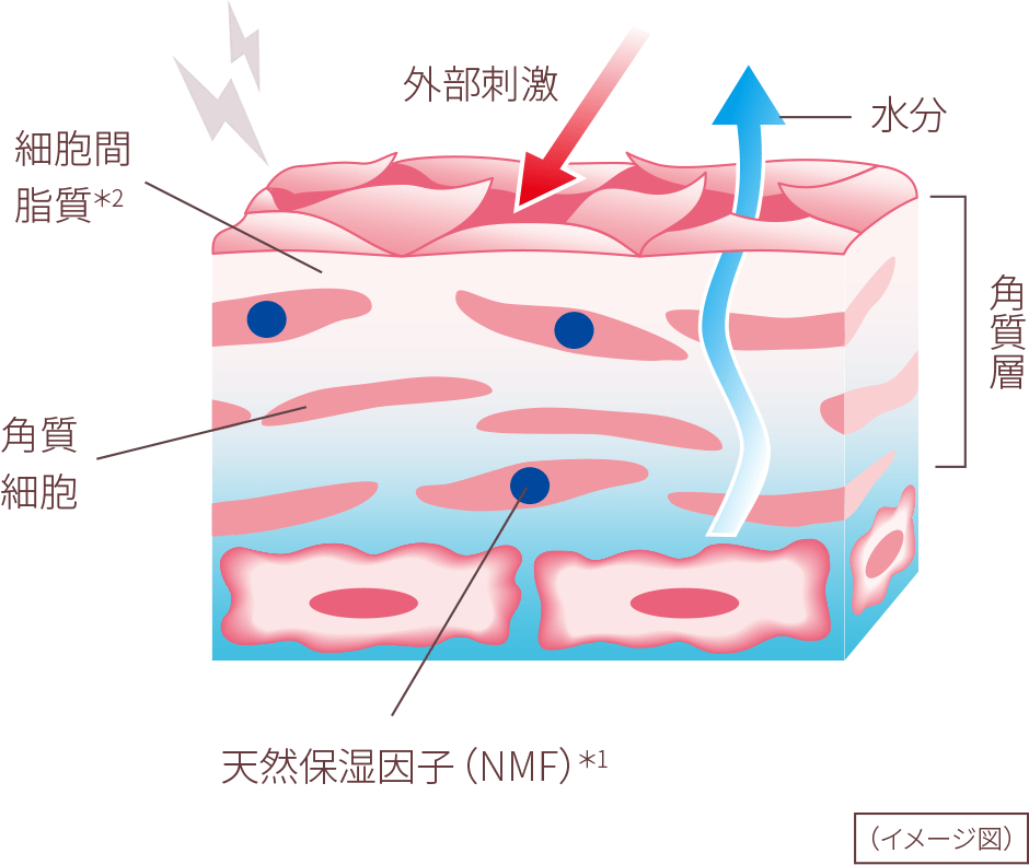 敏感肌の構造
