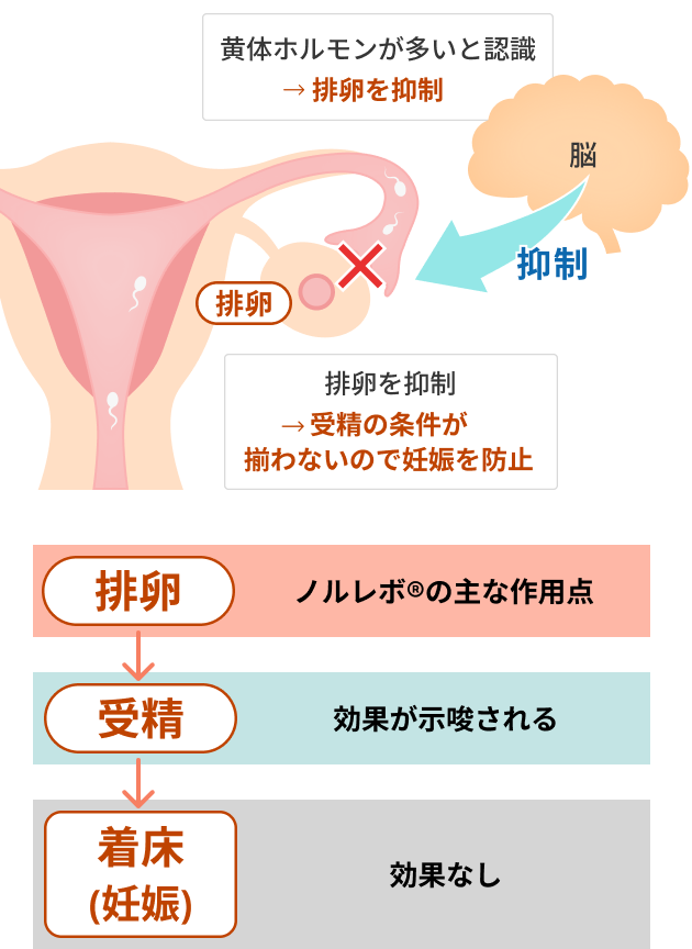 黄体ホルモンが多いと認識→排卵を抑制 排卵を抑制→受精の条件が揃わないので妊娠を防止 排卵 ノルレボ®の主な作用点 受精 効果が示唆される 着床(妊娠) 効果なし