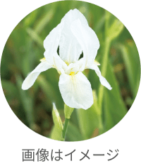 画像はイメージ