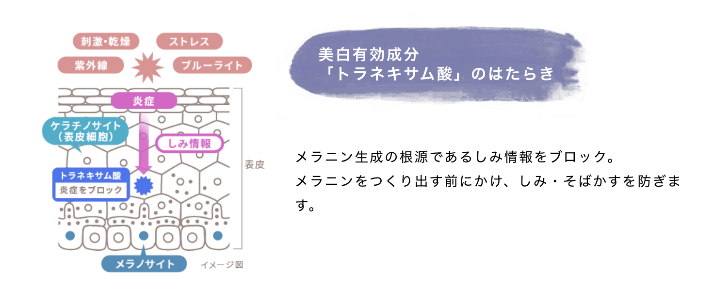 美白有効成分「トラネキサム酸」のはたらき メラニン生成の根源であるしみ情報をブロック。メラニンをつくり出す前にかけ、しみ・そばかすを防ぎます。