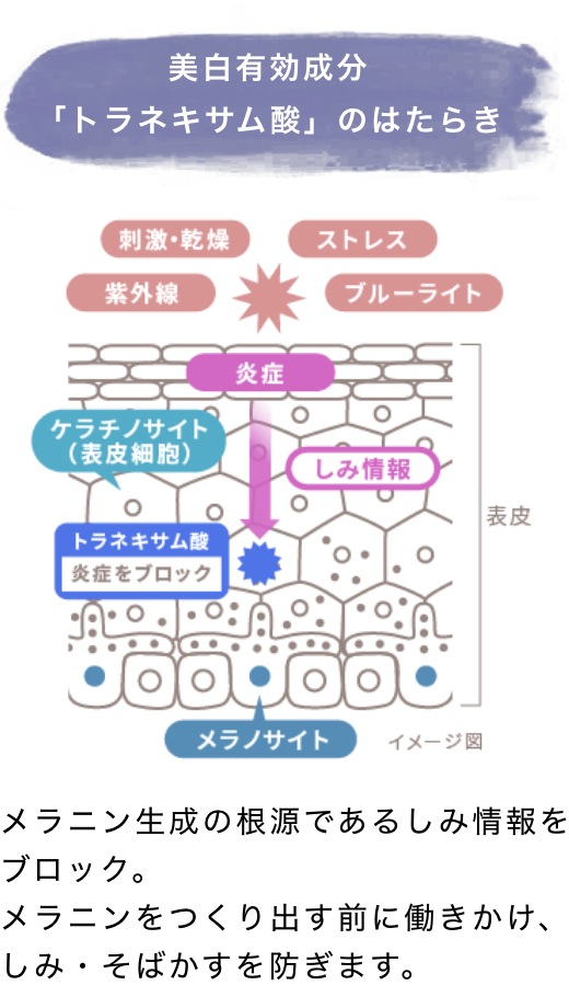 美白有効成分「トラネキサム酸」のはたらき メラニン生成の根源であるしみ情報をブロック。メラニンをつくり出す前にかけ、しみ・そばかすを防ぎます。