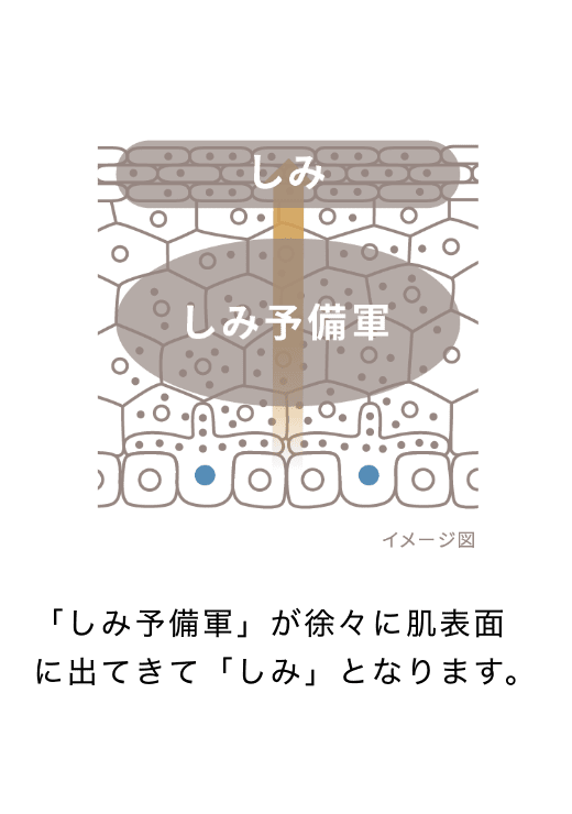 「しみ予備軍」が徐々に肌表面に出てきて「しみ」となります。