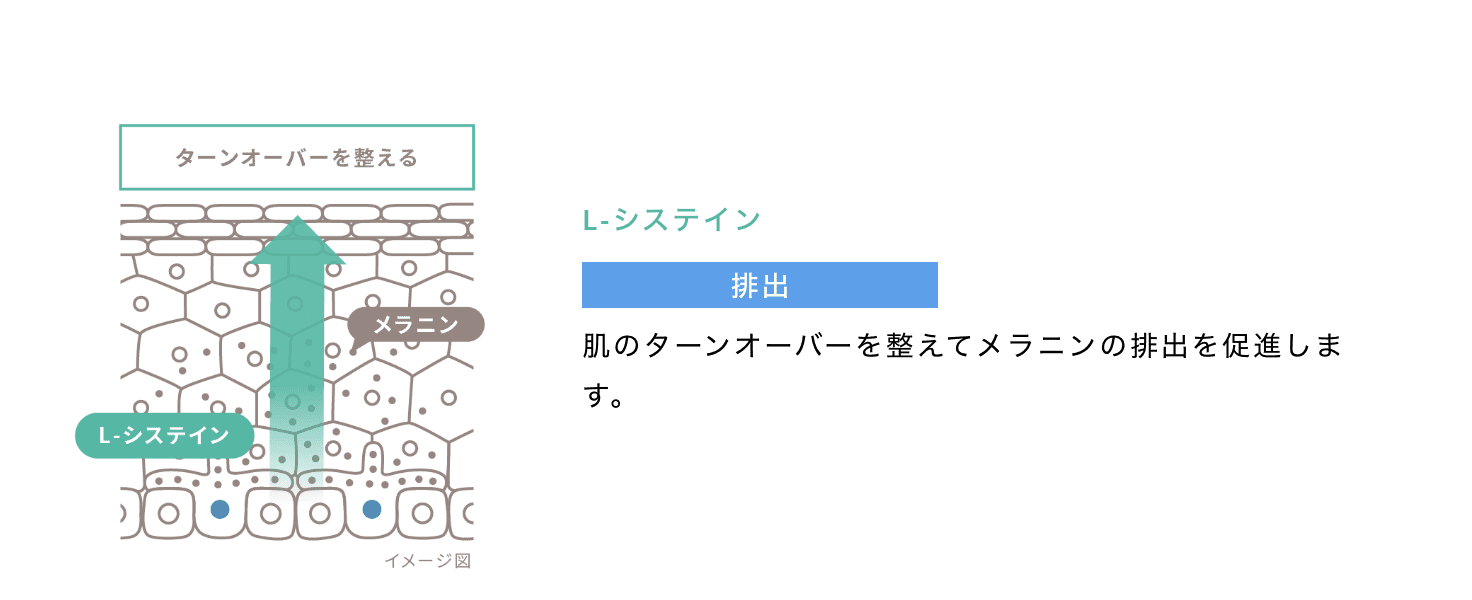 L-システイン 排出 肌のターンオーバーを整えてメラニンの排出を促進します。