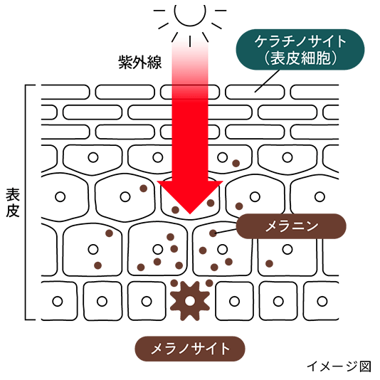 ビタミンCとL-システインのはたらきの「抑える」イメージ