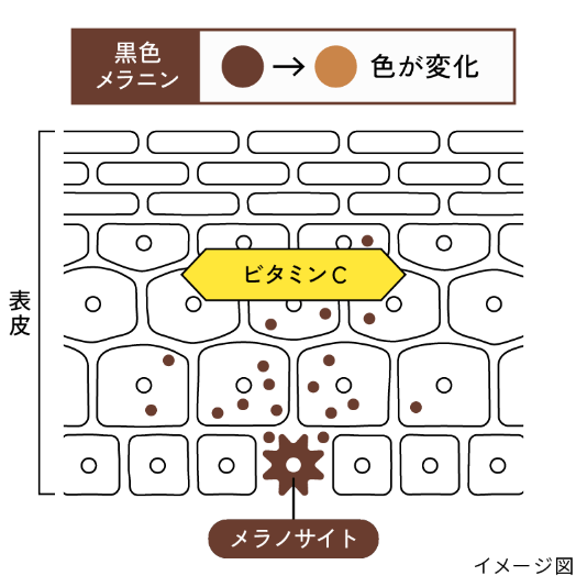 ビタミンCとL-システインのはたらきの「無色化」のイメージ