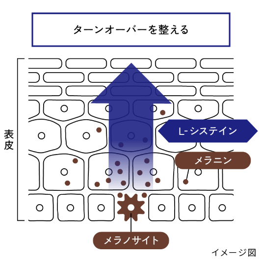 ビタミンCとL-システインのはたらきの「排出」のイメージ
