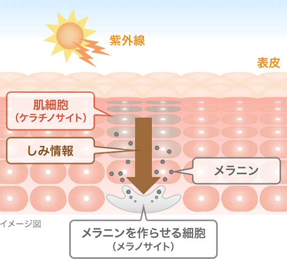 メラニンの生成過程