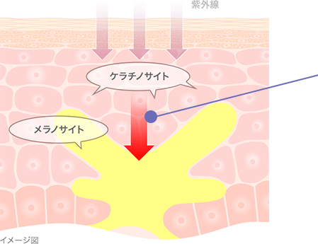 メラニンの生成過程