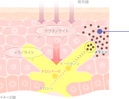 メラニンの生成過程