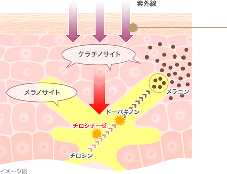 メラニンがつくられしみになる