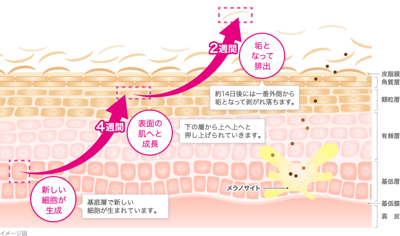 角質層がつくられるしくみ