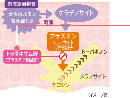 トラネキサム酸が初期の段階でプラスミンの情報伝達を阻害