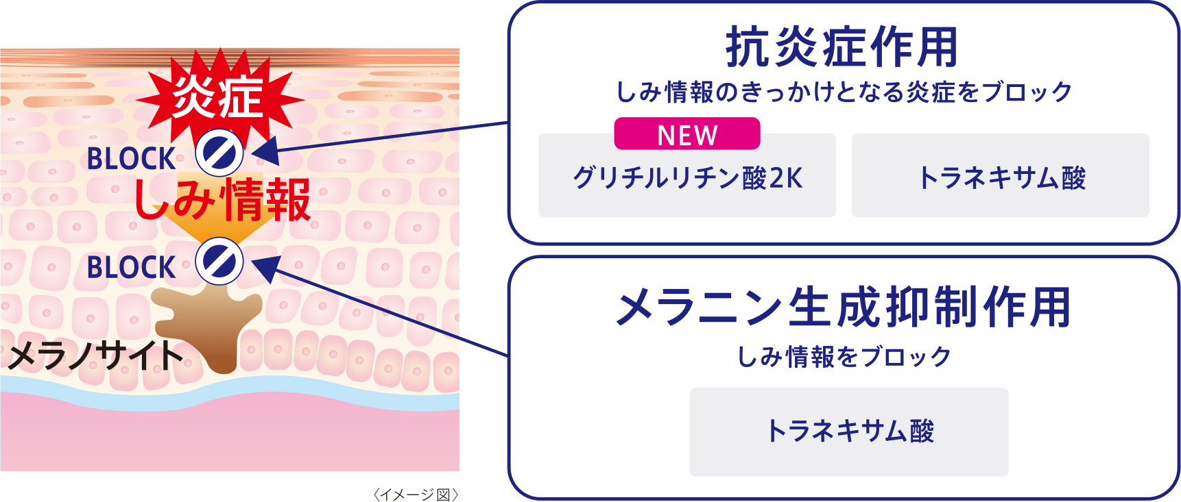 抗炎症作用　メラニン生成抑制作用